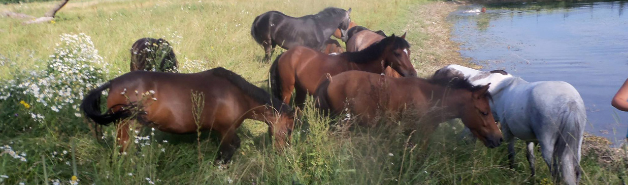 L’élevage et le débourrage de chevaux
